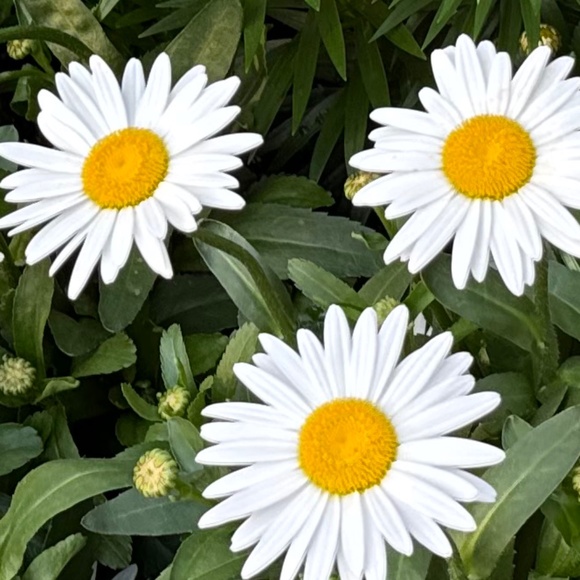 Meet your Posher, Melissa - Picture 1 of 1